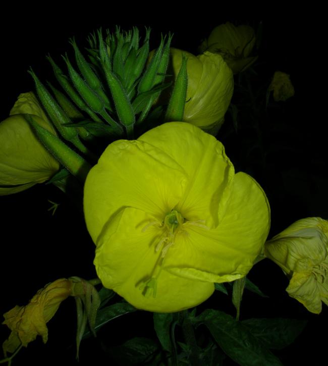 Name:  DSCN7483.jpg
Views: 2006
Size:  39.1 KB