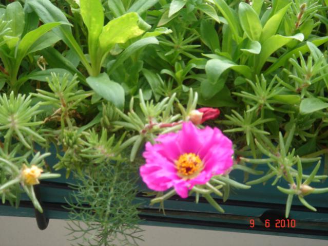 Name:  DSC03245.jpg
Views: 982
Size:  51.7 KB
