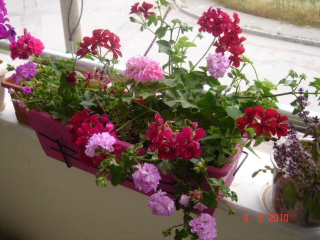 Name:  DSC03246.jpg
Views: 1011
Size:  50.1 KB