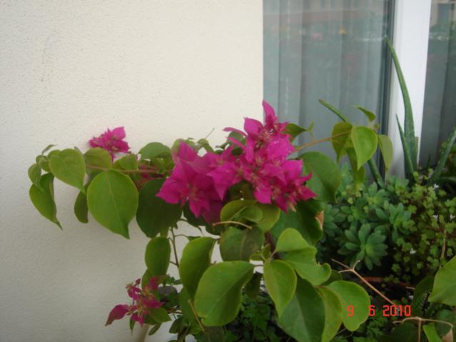 Name:  DSC03247.jpg
Views: 1006
Size:  34.8 KB