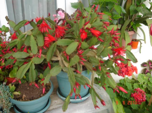 Name:  DSC03248.jpg
Views: 1001
Size:  52.6 KB