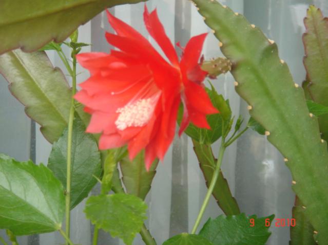 Name:  DSC03249.jpg
Views: 980
Size:  32.7 KB