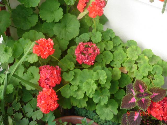 Name:  DSC03250.jpg
Views: 992
Size:  47.2 KB