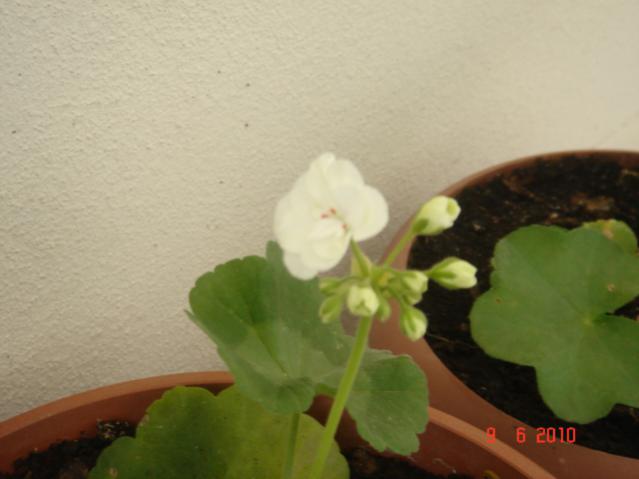 Name:  DSC03251.jpg
Views: 972
Size:  27.6 KB