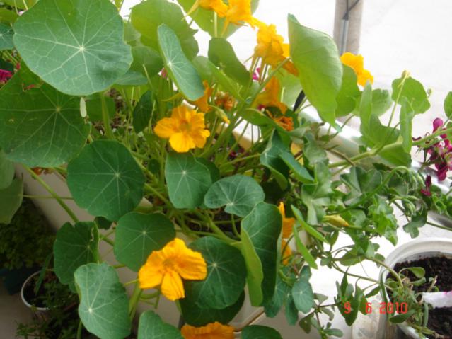 Name:  DSC03252.jpg
Views: 981
Size:  50.6 KB