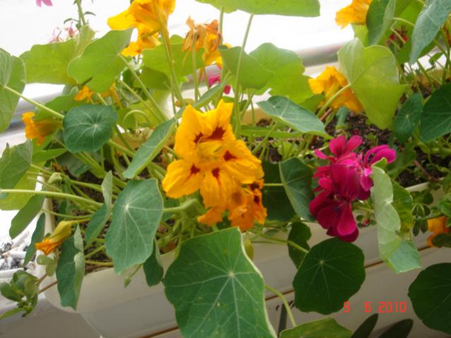 Name:  DSC03253.jpg
Views: 1002
Size:  46.9 KB