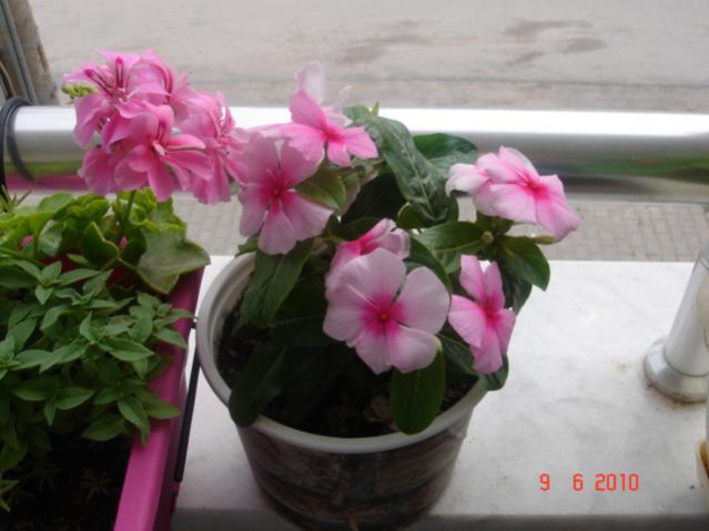 Name:  DSC03254.jpg
Views: 993
Size:  35.7 KB