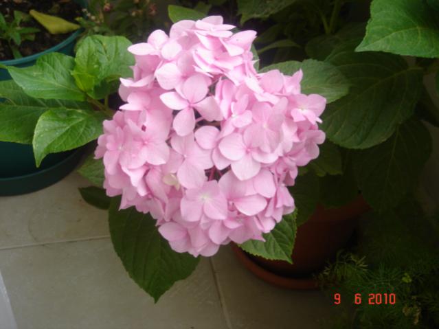 Name:  DSC03255.jpg
Views: 987
Size:  33.1 KB