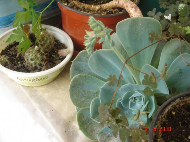 Name:  DSC03257.jpg
Views: 960
Size:  44.1 KB