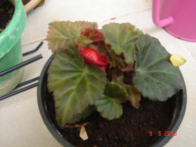 Name:  DSC03261.jpg
Views: 987
Size:  33.1 KB