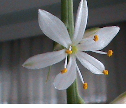 Name:  teras 041.JPG
Views: 3798
Size:  65.3 KB