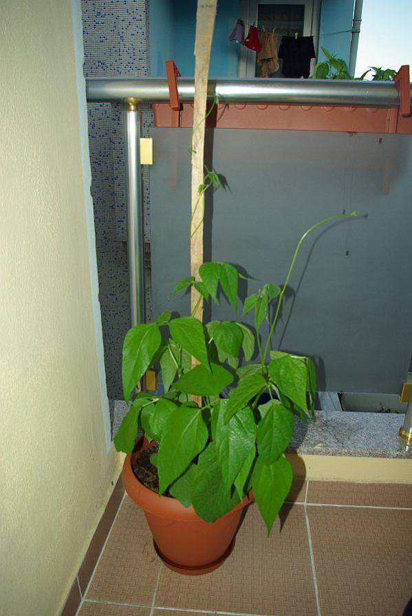 Name:  balkon2a.jpg
Views: 1067
Size:  65.9 KB