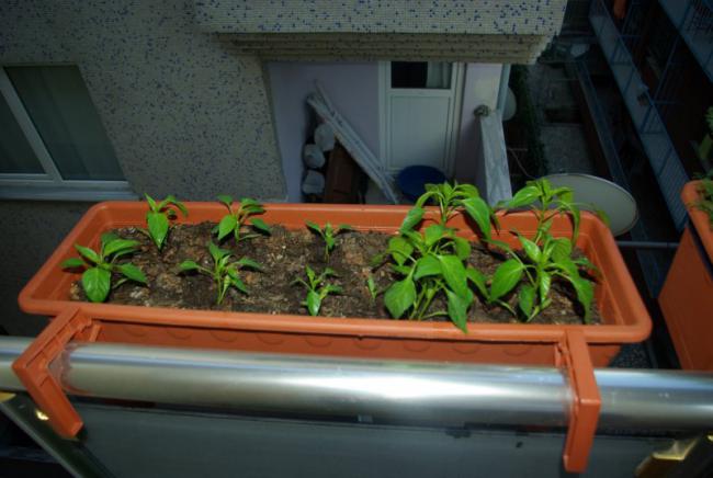 Name:  balkon2c.jpg
Views: 1067
Size:  39.1 KB