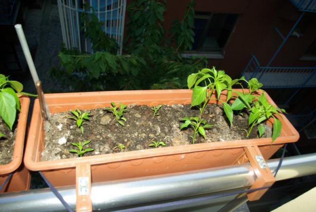Name:  balkon2e.jpg
Views: 808
Size:  45.9 KB