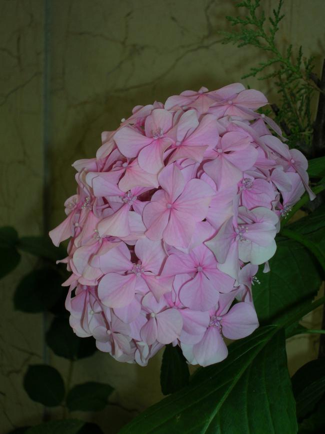 Name:  DSCN7500.jpg
Views: 1807
Size:  51.6 KB