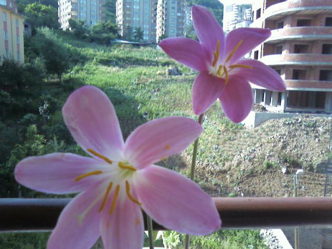 Name:  zpkt (7).jpg
Views: 1636
Size:  55.5 KB
