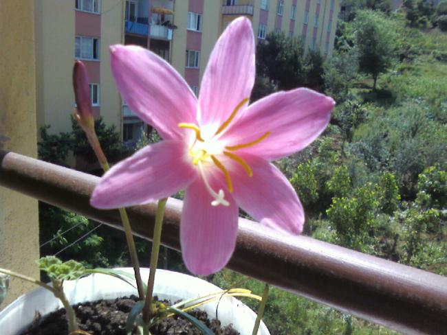 Name:  zpkt (3).jpg
Views: 1909
Size:  51.4 KB
