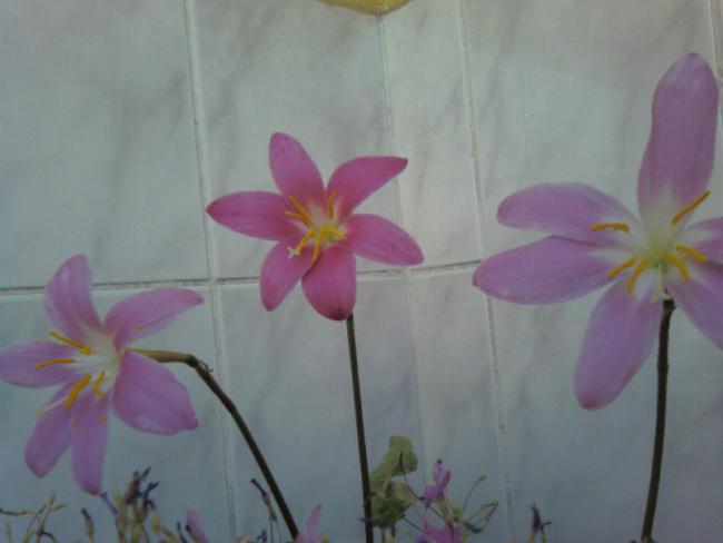 Name:  zpkt (2).jpg
Views: 1675
Size:  23.4 KB