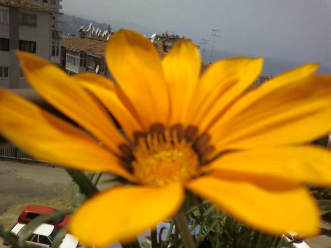 Name:  gazanya (4).jpg
Views: 1758
Size:  33.0 KB