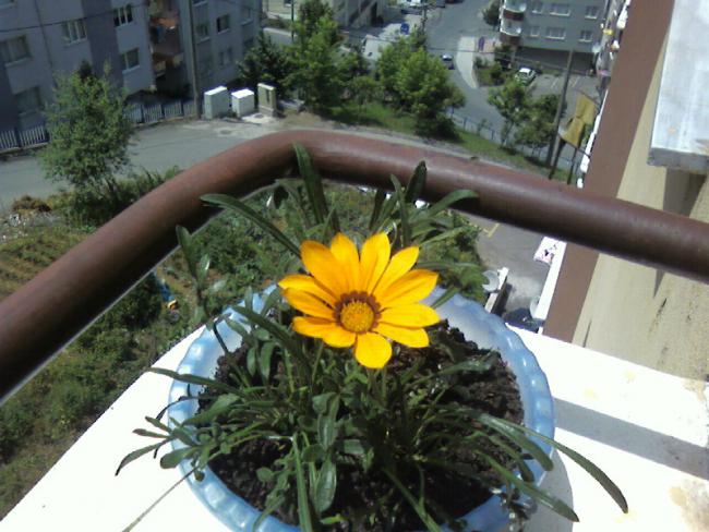 Name:  gazanya (3).jpg
Views: 1690
Size:  53.8 KB