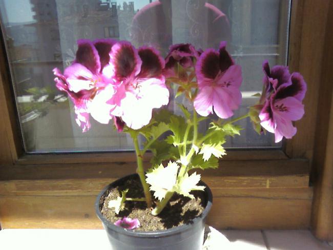 Name:  Fotoraf-0001.jpg
Views: 1602
Size:  41.0 KB