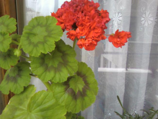 Name:  Fotoraf-0001tj.jpg
Views: 1607
Size:  34.8 KB
