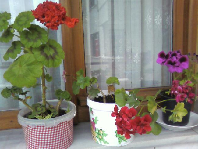 Name:  Fotoraf-0010.jpg
Views: 1602
Size:  42.2 KB