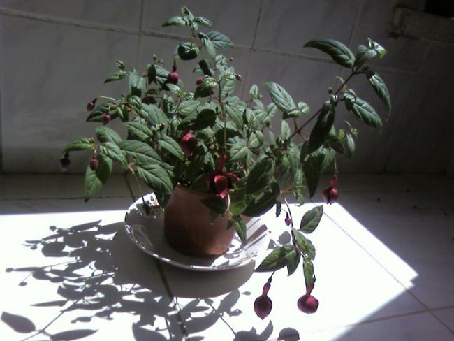 Name:  Fotoraf-0001.jpg
Views: 964
Size:  41.6 KB