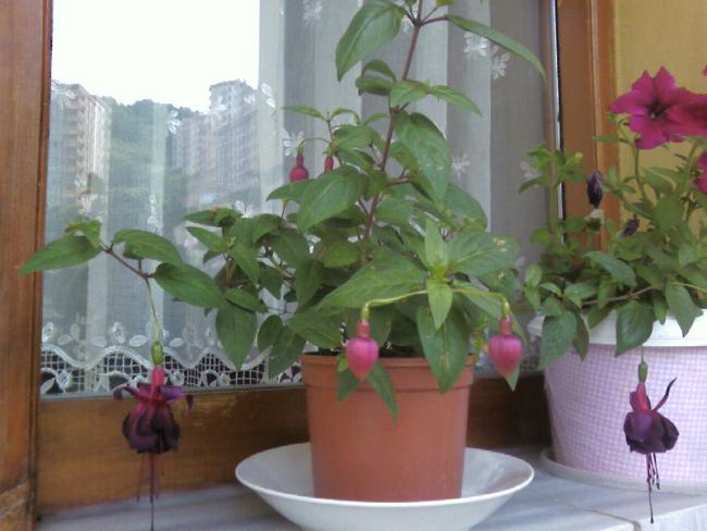 Name:  Fotoraf-0002b.jpg
Views: 947
Size:  41.2 KB