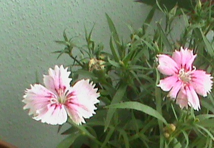 Name:  karanfil3 001.JPG
Views: 1738
Size:  69.7 KB
