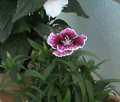 Name:  karanfil3 002.JPG
Views: 1832
Size:  69.3 KB