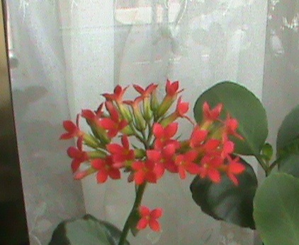 Name:  karanfil3 004.JPG
Views: 2274
Size:  69.1 KB