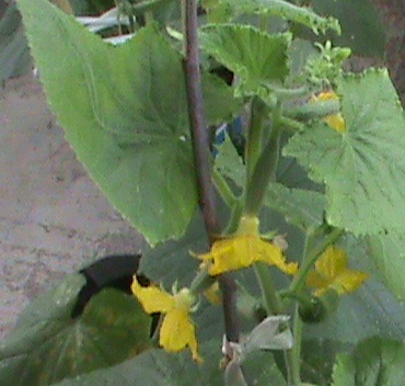 Name:  yeni3er 027.JPG
Views: 1614
Size:  67.1 KB