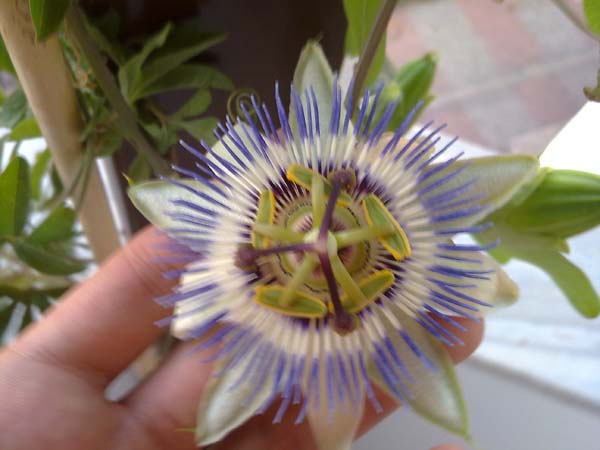 Name:  Saat iei.jpg
Views: 4599
Size:  53.5 KB