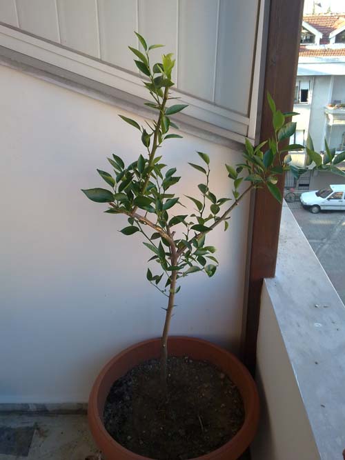 Name:  Limon.jpg
Views: 2290
Size:  57.6 KB