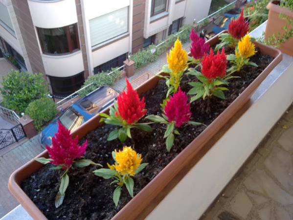 Name:  Horoz ibii.jpg
Views: 6039
Size:  47.7 KB