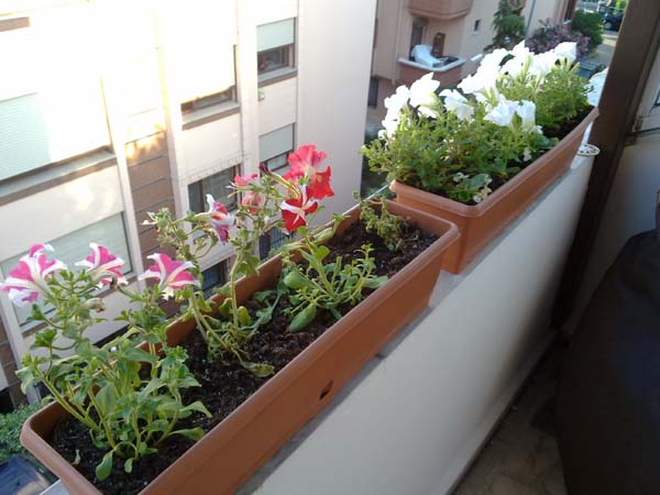Name:  Beyaz mor.jpg
Views: 5160
Size:  66.2 KB
