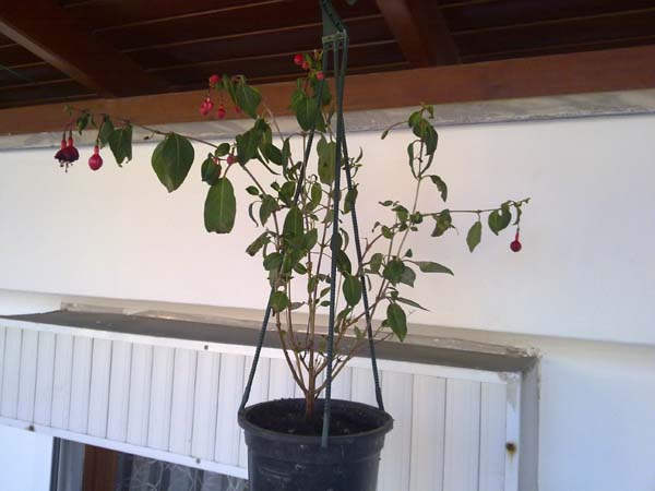 Name:  Kpe iei.jpg
Views: 2591
Size:  52.7 KB