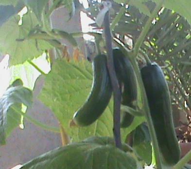 Name:  salatalklar 008.jpg
Views: 1623
Size:  21.5 KB
