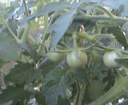 Name:  salatalklar 012.jpg
Views: 1611
Size:  20.7 KB