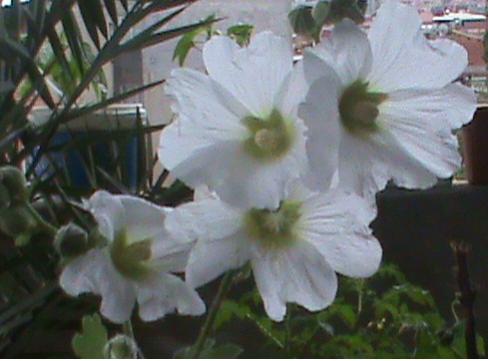 Name:  KED TIRNAI 045.jpg
Views: 1499
Size:  25.4 KB