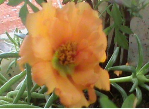 Name:  KED TIRNAI 038.jpg
Views: 1651
Size:  25.4 KB