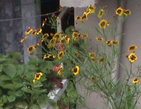 Name:  KED TIRNAI 044.jpg
Views: 1521
Size:  26.8 KB