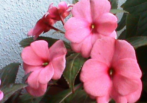 Name:  pembe yenigine2.jpg
Views: 1516
Size:  28.6 KB
