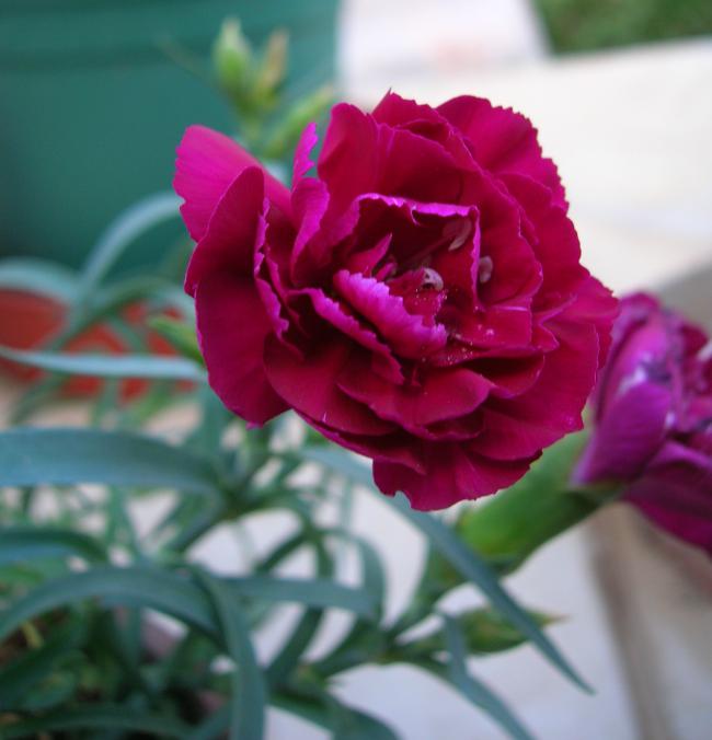 Name:  DSCN7550.jpg
Views: 1933
Size:  38.7 KB