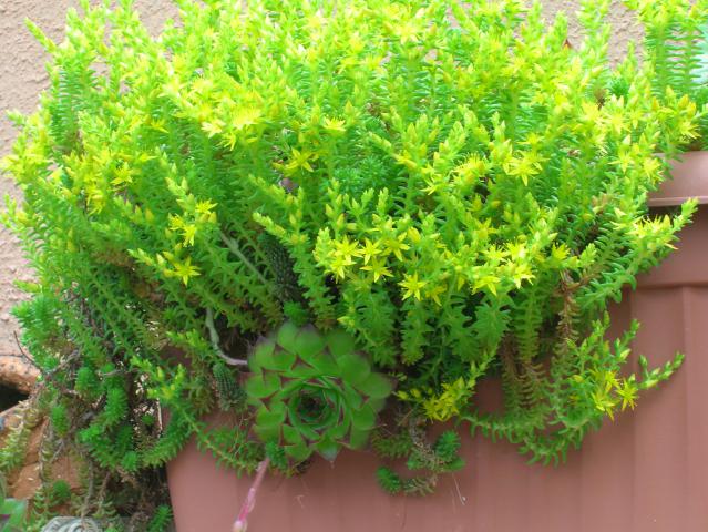 Name:  DSCN7516.jpg
Views: 1762
Size:  70.0 KB