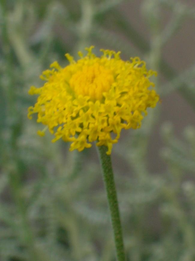 Name:  DSCN7540.jpg
Views: 1821
Size:  36.2 KB