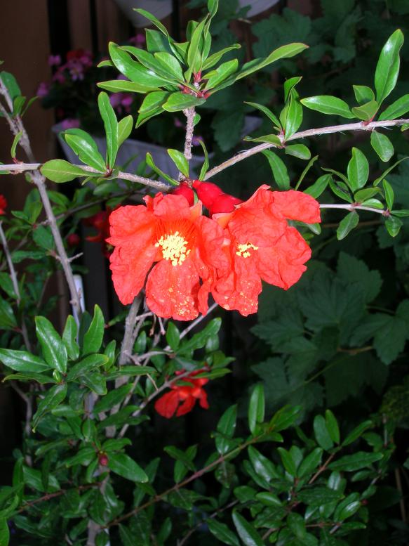 Name:  DSCN7546.jpg
Views: 1760
Size:  73.6 KB