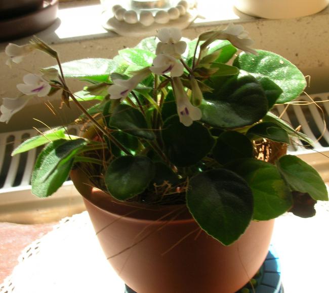 Name:  DSCN7528.jpg
Views: 2073
Size:  46.9 KB