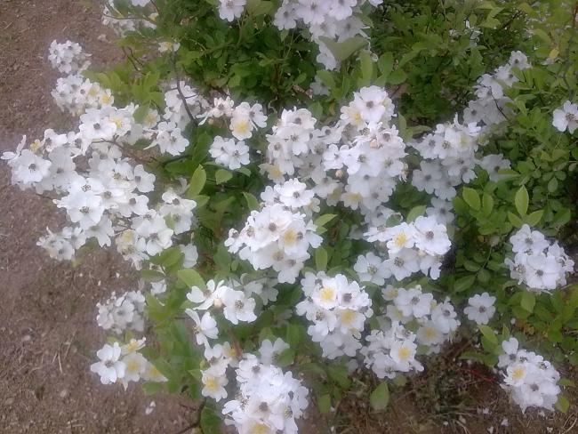 Name:  Grnt0329.jpg
Views: 1428
Size:  67.0 KB